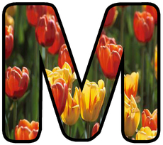 Dekobuchstaben-Tulpe_M.jpg